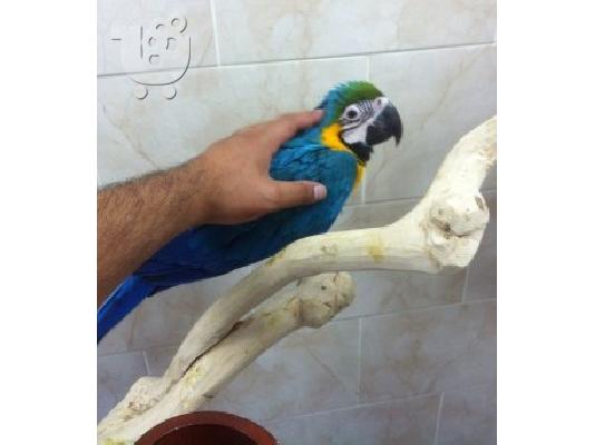 PoulaTo: Καλά Μιλώντας Μπλε και κίτρινο Macaw παπαγάλος Για απαλλαγούμε από